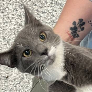 Rescue Domestic Short Hair Cats for Adoption in Port Charlotte, Florida - Slowpoke | PetCurious