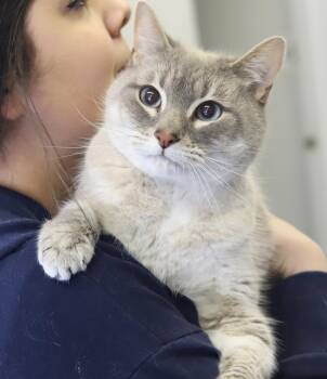 Siamese Cats Available for Adoption in Bedford Hills, New York - Marshmallow Is Sooo Darn Special And OMG Cute!  MUSHBALL LOVER!! | PetCurious