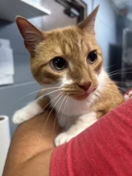 Oliver -  Domestic Short Hair Cat for Adoption in Largo, Florida - Oliver | PetCurious