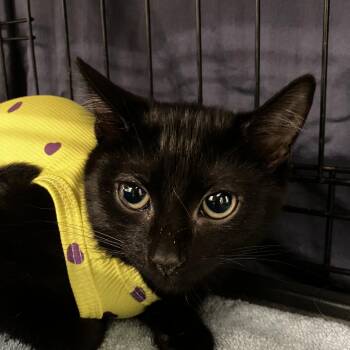 Owl -  Domestic Short Hair Cat for Adoption - Owl | PetCurious