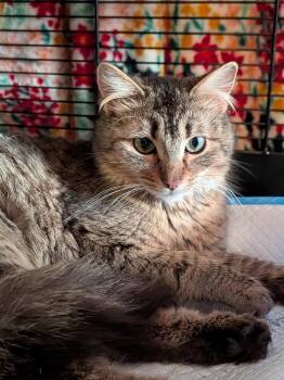 Domestic Short Hair Cats Available for Adoption - Silver Stream | PetCurious