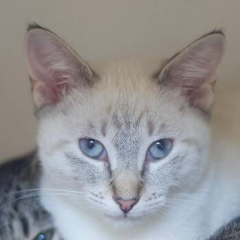 Gray -  Domestic Short Hair Cat for Adoption in Cumming, Georgia - Gray | PetCurious