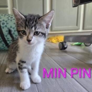 Min Pin -  Domestic Short Hair Cat for Adoption in Bentonville, Arkansas - Min Pin | PetCurious