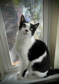 Stevie -  Domestic Short Hair Cat for Adoption in Edmond, Oklahoma - Stevie | PetCurious