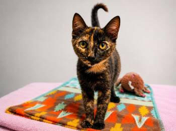 Poppy -  Domestic Short Hair Cat for Adoption in Sebastian, Florida - Poppy | PetCurious