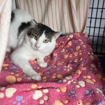 Domestic Short Hair Cats Available for Adoption in Chicago, Illinois - Huey Lewis | PetCurious