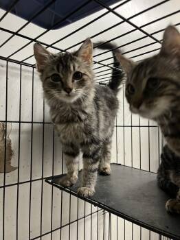 Rescue Domestic Short Hair Cats for Adoption in Ontario, California - Lucille | PetCurious