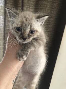 Wynx -  Domestic Medium Hair Cat for Adoption in Emporia, Kansas - Wynx | PetCurious