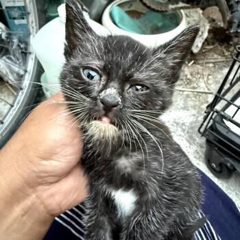 Canitas -  Domestic Short Hair Cat for Adoption in Los Angeles, California - Canitas | PetCurious