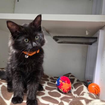 Freya -  Domestic Medium Hair Cat for Adoption in North Battleford, Saskatchewan - Freya | PetCurious