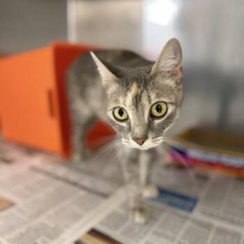 Enid -  Domestic Short Hair Cat for Adoption in Houston, Texas - Enid | PetCurious