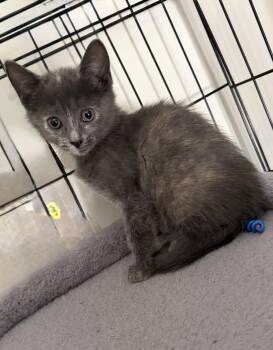 Leah -  Dilute Tortoiseshell Cat for Adoption in Kenhorst, Pennsylvania - Leah | PetCurious
