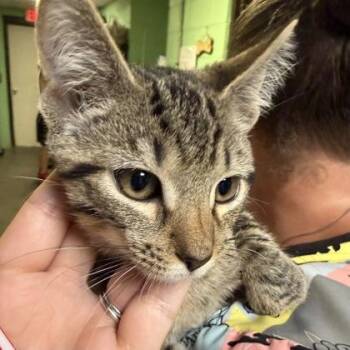 Harriet -  Domestic Short Hair Cat for Adoption in North Myrtle Beach, South Carolina - Harriet | PetCurious