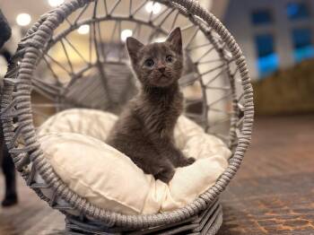 Domestic Short Hair Cats Available for Adoption in The Woodlands, Texas - Flint | PetCurious