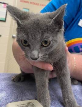 June -  Domestic Short Hair Cat for Adoption in Fishers, Indiana - June | PetCurious