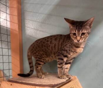 Rescue Domestic Short Hair Cats for Adoption in Whittier, California - Crystal | PetCurious