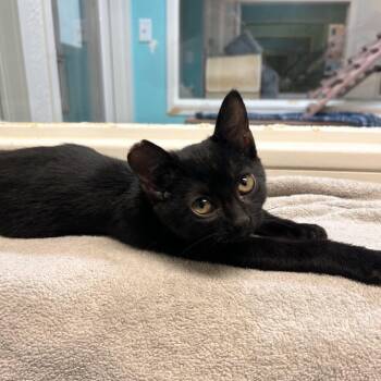 Bombastik -  Domestic Short Hair Cat for Adoption in Fresno, California - Bombastik | PetCurious