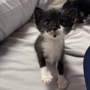 Domestic Short Hair Cats Available for Adoption in Pahoa, Hawaii - Miggy | PetCurious