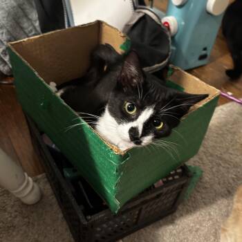 Gojo -  Domestic Short Hair Cat for Adoption in Richmond, Virginia - Gojo | PetCurious