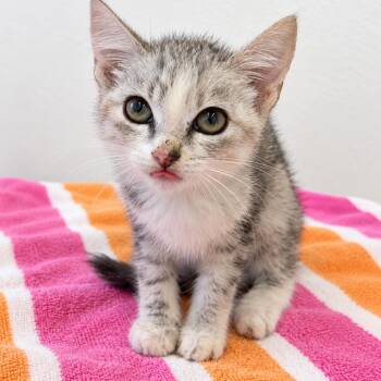 Maple Leaves 31 -  Domestic Short Hair Cat for Adoption in Austin, Texas - Maple Leaves 31 | PetCurious
