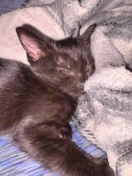 Mae -  Domestic Short Hair and Extra Toes Cat Hemingway Polydactyl Cat for Adoption in Poplar Grove, Illinois - Mae | PetCurious