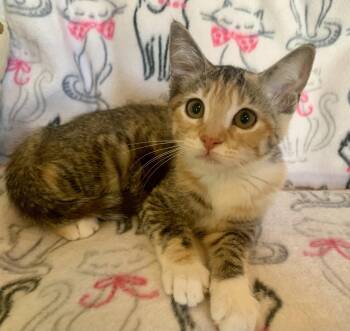 Spook Fox -  Domestic Short Hair Cat for Adoption in San Jose, California - Spook Fox | PetCurious