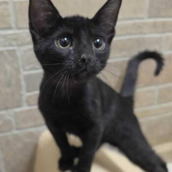 Young Faygo -  Domestic Short Hair Cat for Adoption in Davenport, Iowa - Young Faygo | PetCurious