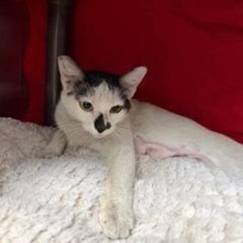 Domestic Short Hair Cats Available for Adoption - Contessa | PetCurious