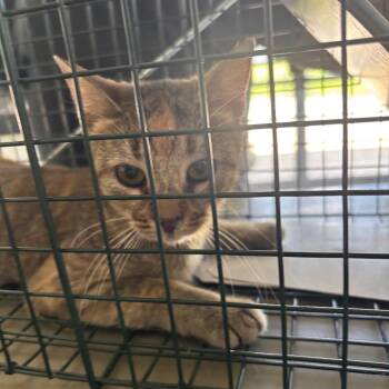 Ladybug -  Domestic Short Hair Cat for Adoption in Montgomery, Alabama - Ladybug | PetCurious