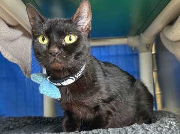 Rescue Domestic Short Hair Cats for Adoption in Sherwood, Oregon - Wednesday | PetCurious