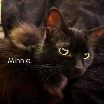 Domestic Medium Hair Cats Available for Adoption - Minnie | PetCurious
