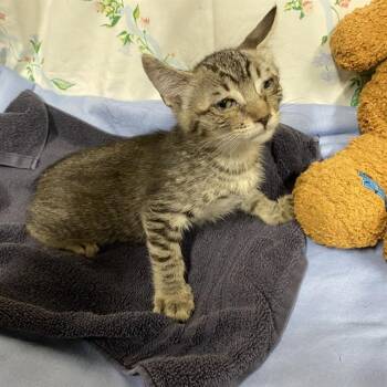 A611116 -  Domestic Short Hair Cat for Adoption in Modesto, California - A611116 | PetCurious