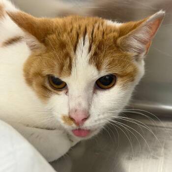 Domestic Short Hair Cats Available for Adoption - Spice | PetCurious