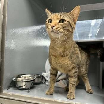 Domestic Short Hair Cats Available for Adoption - Ekatarina  | PetCurious