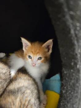 Big Macintosh -  Domestic Short Hair Cat for Adoption in Bloomington, Indiana - Big Macintosh | PetCurious