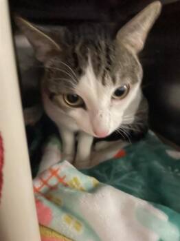 STEVIE -  Domestic Short Hair Cat for Adoption in Boston, Massachusetts - STEVIE | PetCurious