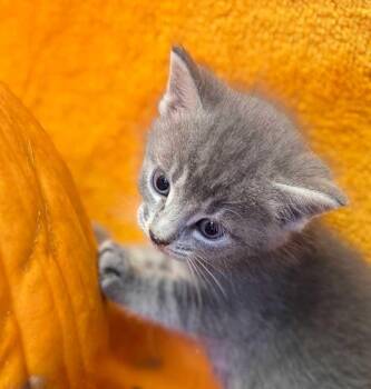 Rescue Chartreux Cats for Adoption in Horseshoe Bend, Arkansas - Trixie | PetCurious