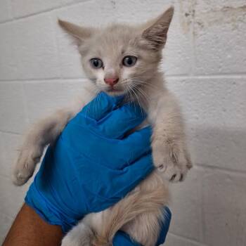 Minnow -  Domestic Short Hair Cat for Adoption in Edinburg, Texas - Minnow | PetCurious