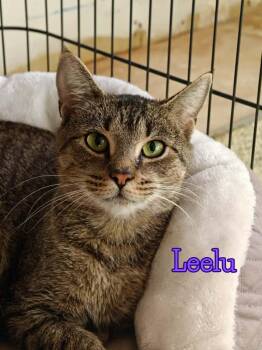 Rescue Domestic Short Hair Cats for Adoption in New Britain, Connecticut - Leelu | PetCurious