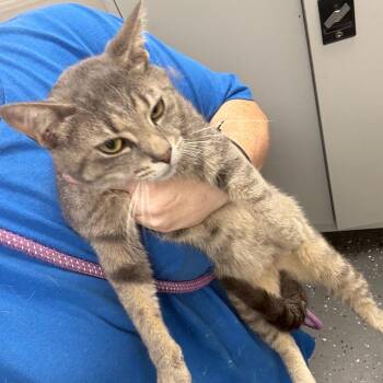 King George -  Domestic Short Hair Cat for Adoption in Columbiana, Alabama - King George | PetCurious