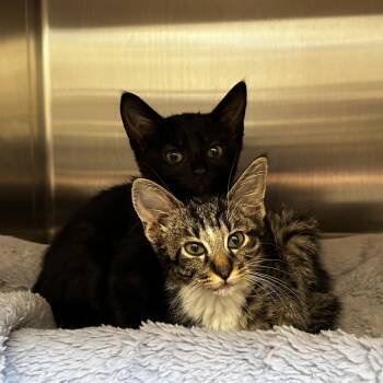 Splish -  Domestic Short Hair Cat for Adoption in Evanston, Illinois - Splish | PetCurious