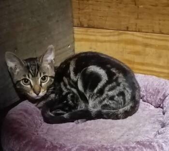 Crescent -  Tabby Cat for Adoption in Plumerville, Arkansas - Crescent | PetCurious