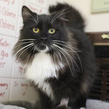 Domestic Long Hair Cats Available for Adoption - Holly | PetCurious