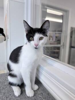 Cheyenne -  Domestic Short Hair Cat for Adoption in Venice, Florida - Cheyenne | PetCurious