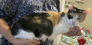 Momo -  Domestic Short Hair and Calico Cat for Adoption in Pineville, Louisiana - Momo | PetCurious