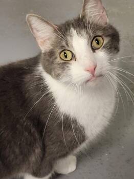 Spencer -  Domestic Short Hair Cat for Adoption in Ellijay, Georgia - Spencer | PetCurious