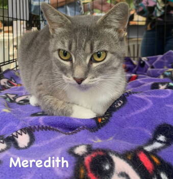 Rescue Domestic Short Hair Cats for Adoption in Castro Valley, California - Meredith | PetCurious