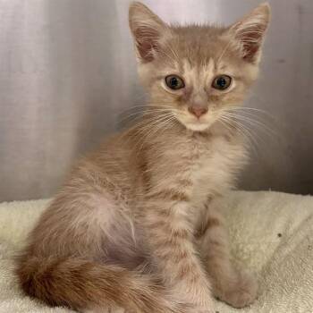 RUM -  Domestic Short Hair Cat for Adoption in St. Louis, Missouri - RUM | PetCurious