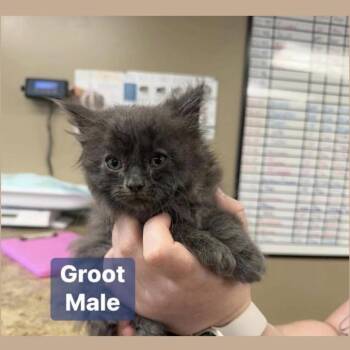 Domestic Long Hair Cats Available for Adoption - Groot In Manchester, MD | PetCurious