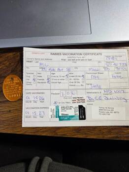 Domestic Short Hair Cats Available for Adoption - Stella | PetCurious